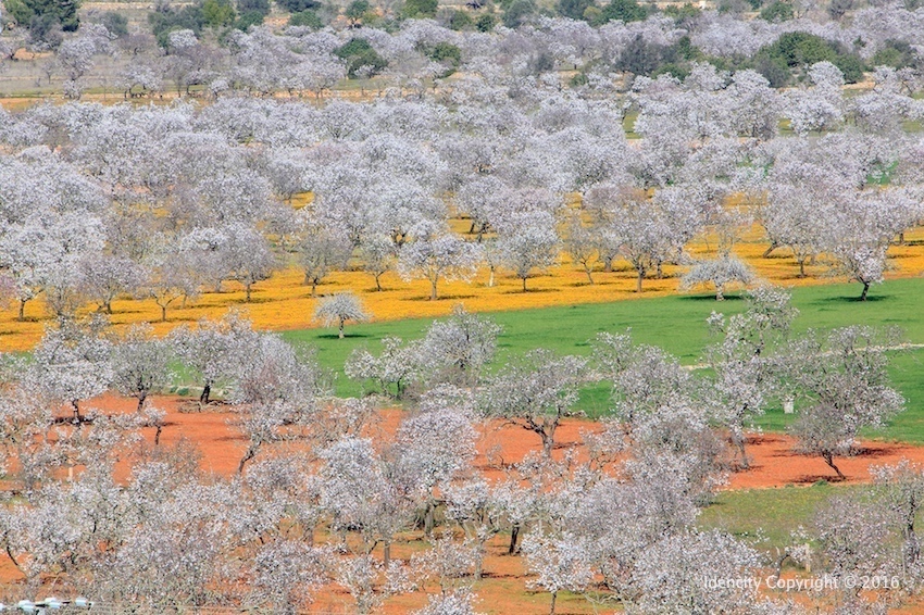 20605 Almendros Corona